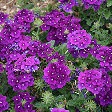 Verbena - Firehouse Purple