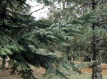 Grand Fir - Abies Grandis