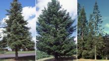 Grand Fir - Abies Grandis