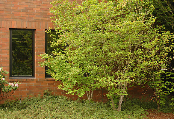 Vine Maple - Acer Circinatum