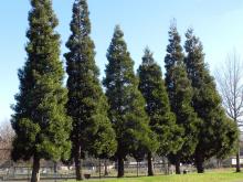 Incense Cedar - Calocedrus Decurrens