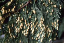 Incense Cedar - Calocedrus Decurrens