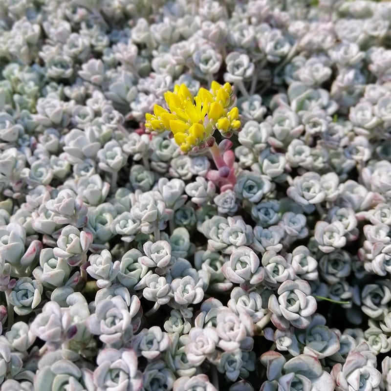 Sedum spathulifolium - Cape Blanco