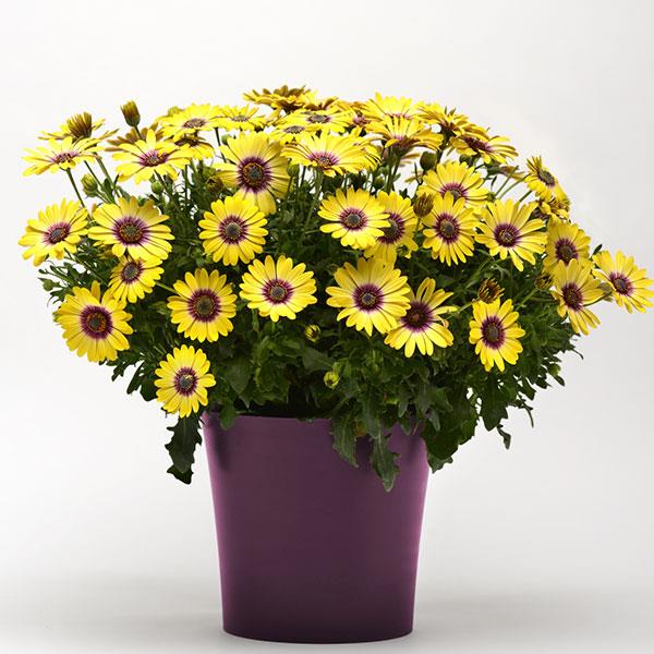 Osteospermum - Yellow 4"