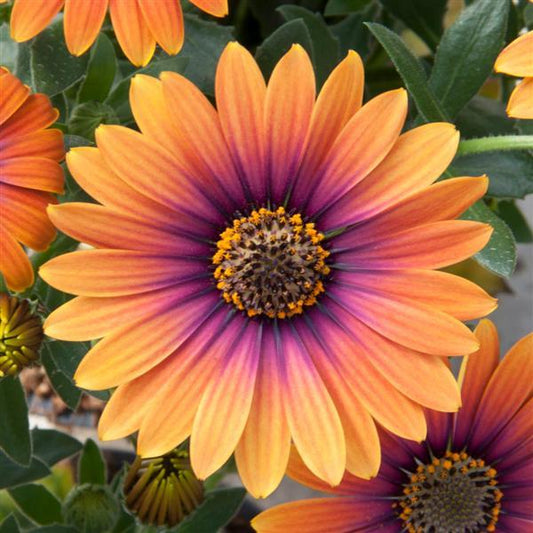 Osteospermum - Zion Purple Sun