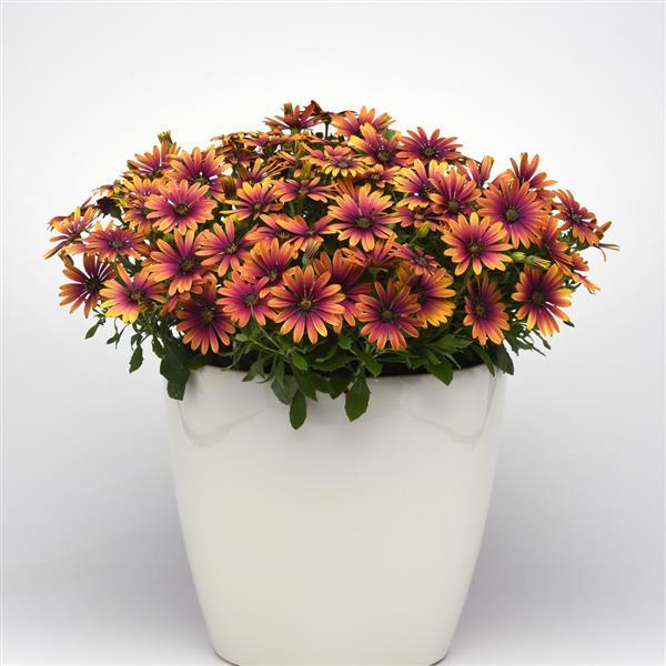 Osteospermum - Zion Purple Sun