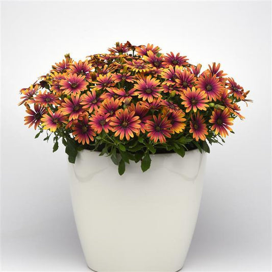 Osteospermum - Zion Purple Sun