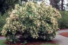 Oceanspray - Holodiscus Discolor 2.7" x 14"