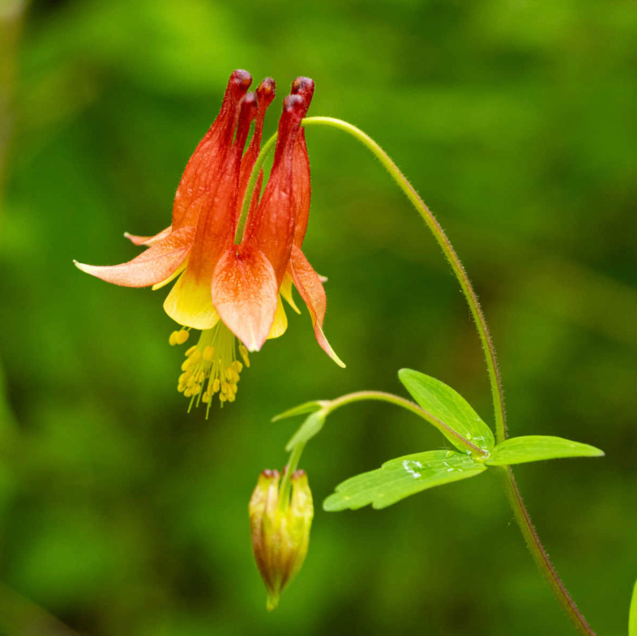 Columbine - Aquilegia spp.