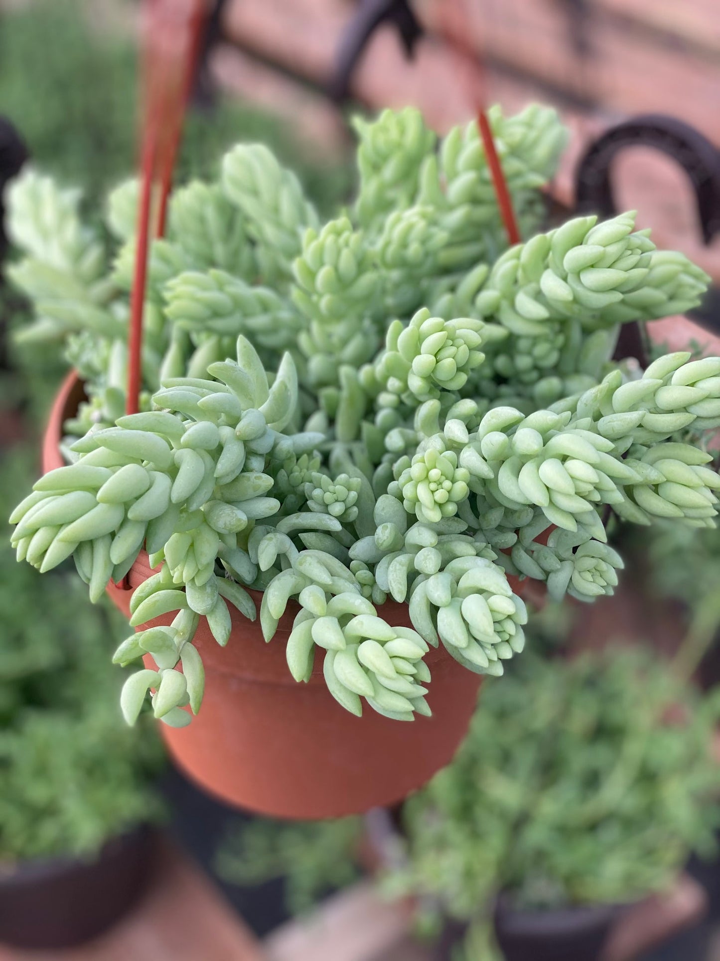 Sedum Morganianum - Burros Tail