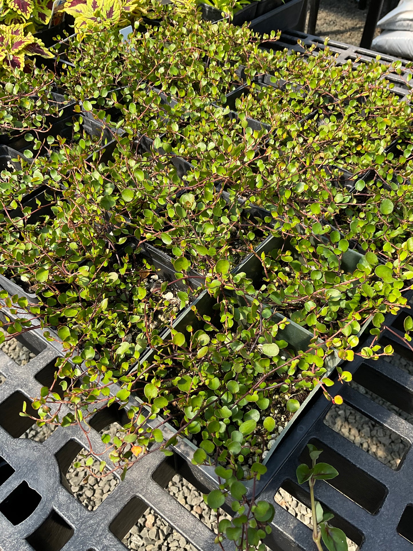 Muelenbeckia - 4” pot