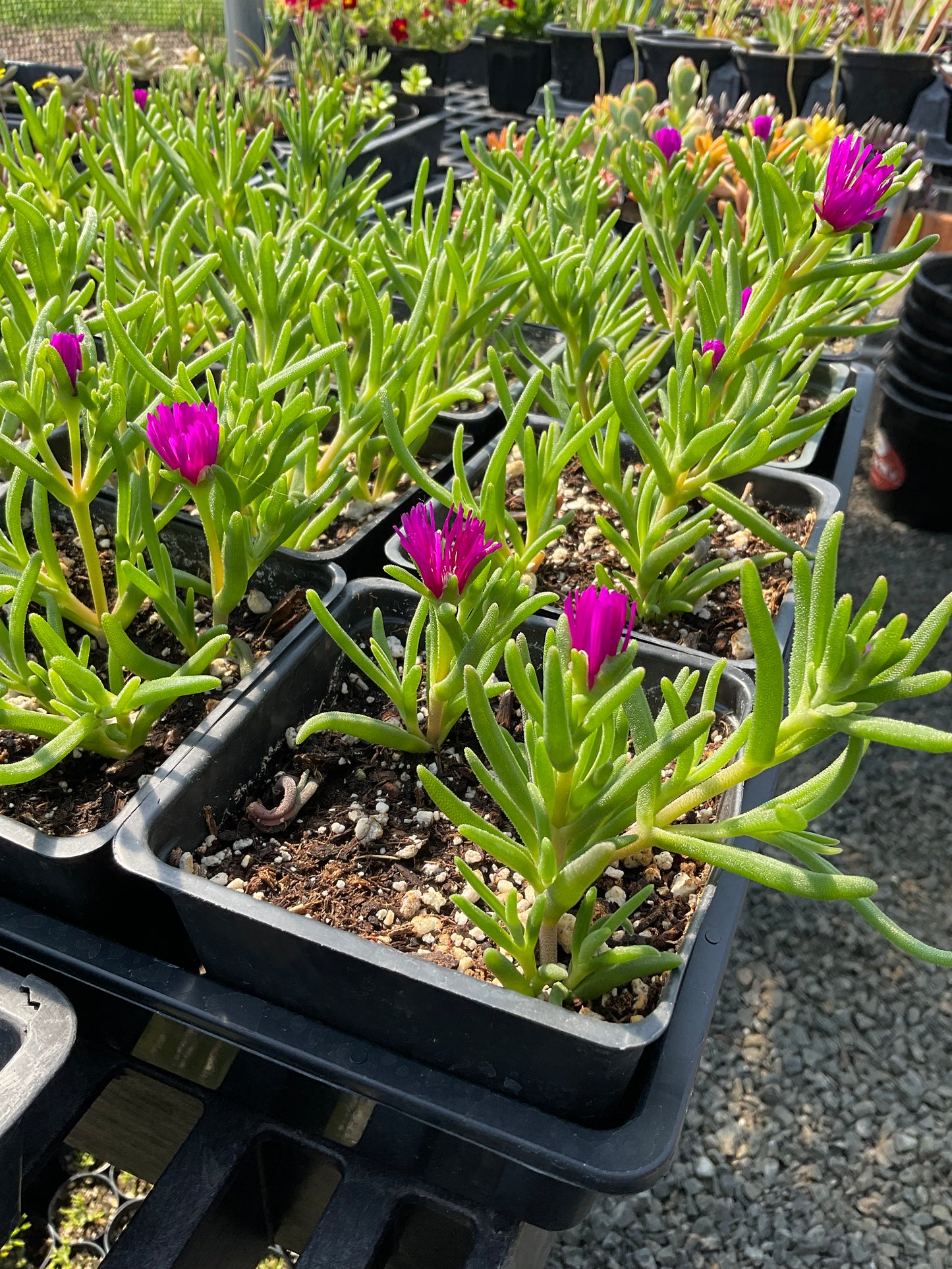 Jewel of the Nile - Delosperma