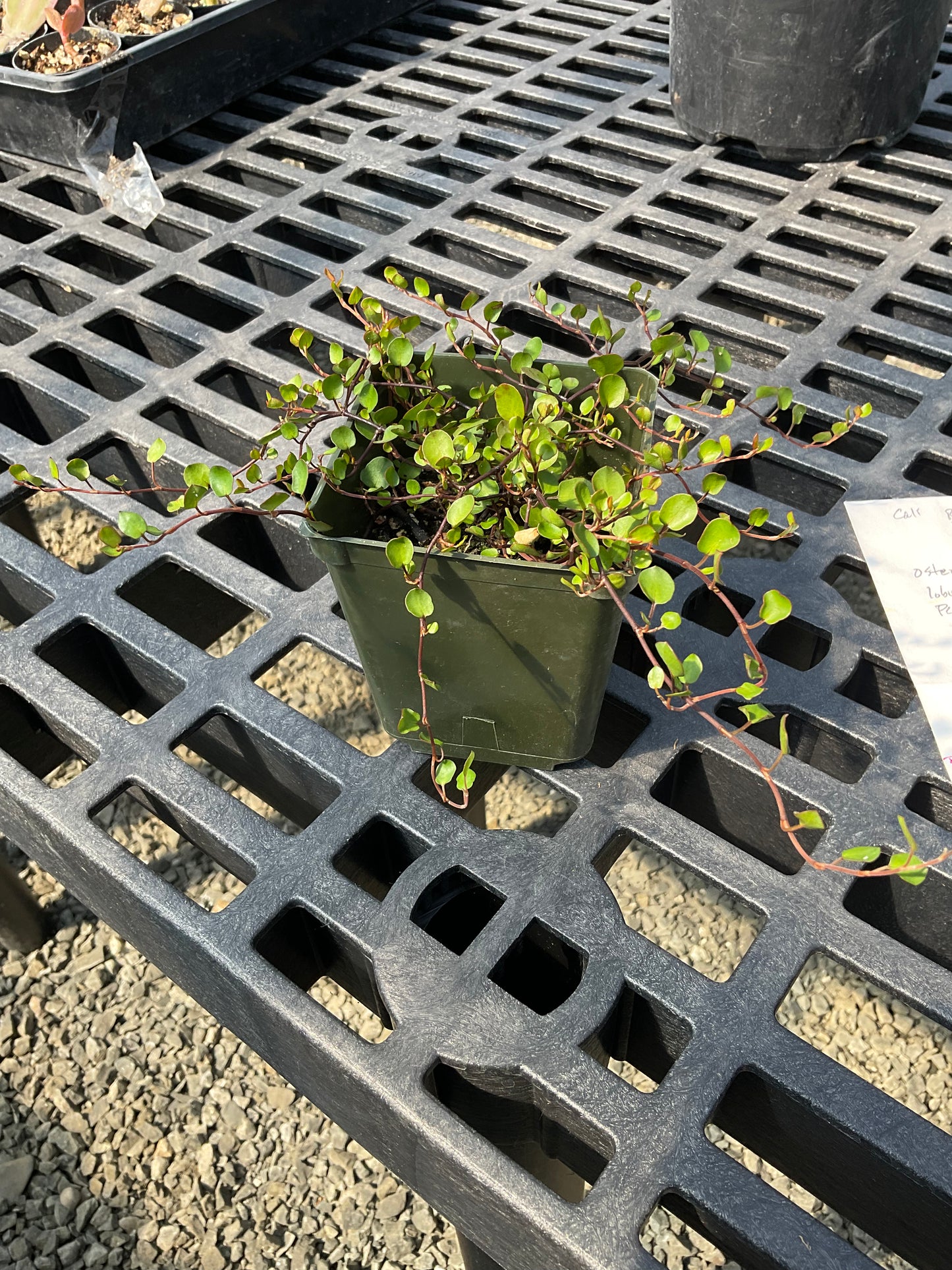 Muelenbeckia - 4” pot