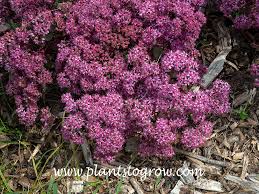 Sedum Purple Tart - Qt. pot