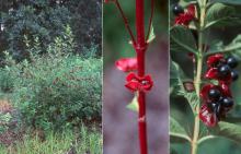 Black Twinberry - Lonicera Involucrata