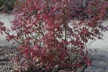 Oregon Grape - Mahonia Aquifolium