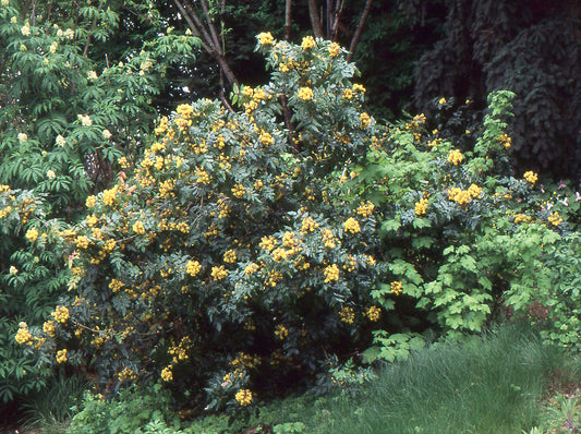 Oregon Grape - Mahonia Aquifolium