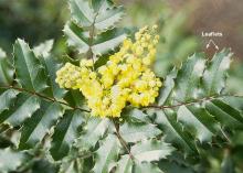 Oregon Grape - Mahonia Aquifolium