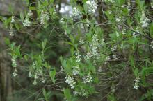 Indian Plum - Oemleria Ceraciformis