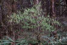 Indian Plum - Oemleria Ceraciformis