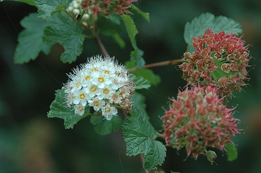 Western Ninebark - Physocarpus capitatus