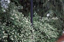 Mock Orange - Philadelphus Lewisii