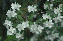 Mock Orange - Philadelphus Lewisii