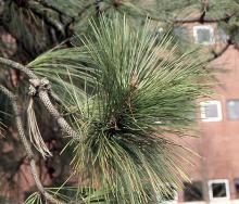 Willamette Valley Ponderosa - Pinus Ponderosa var. Willamettensis