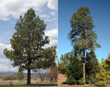 Willamette Valley Ponderosa - Pinus Ponderosa var. Willamettensis