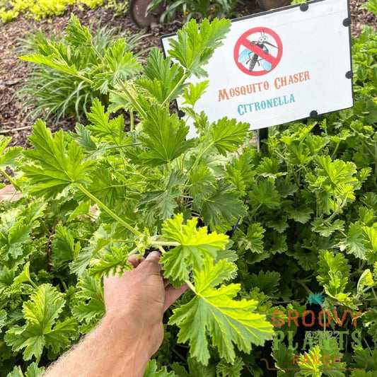 Geranium Citronella - 4” pot