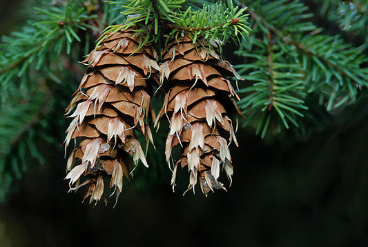 Douglas Fir - Pseudotsuga Menziesii