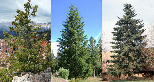 Douglas Fir - Pseudotsuga Menziesii