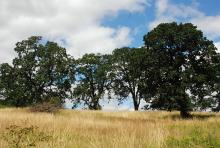 Oregon White Oak - Quercus Garryana