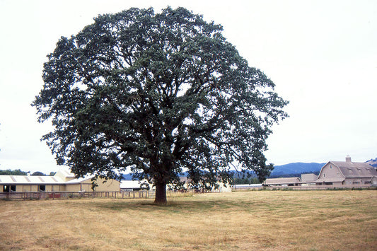 Oregon White Oak - Quercus Garryana