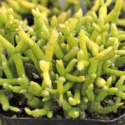 Rice cactus - Rhipsalis cereuscula