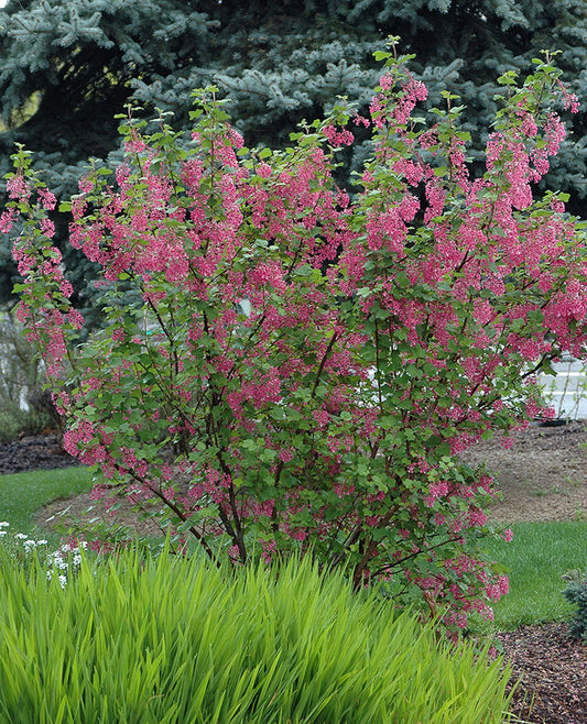 Red Flowering Currant - Ribes Sanguineum