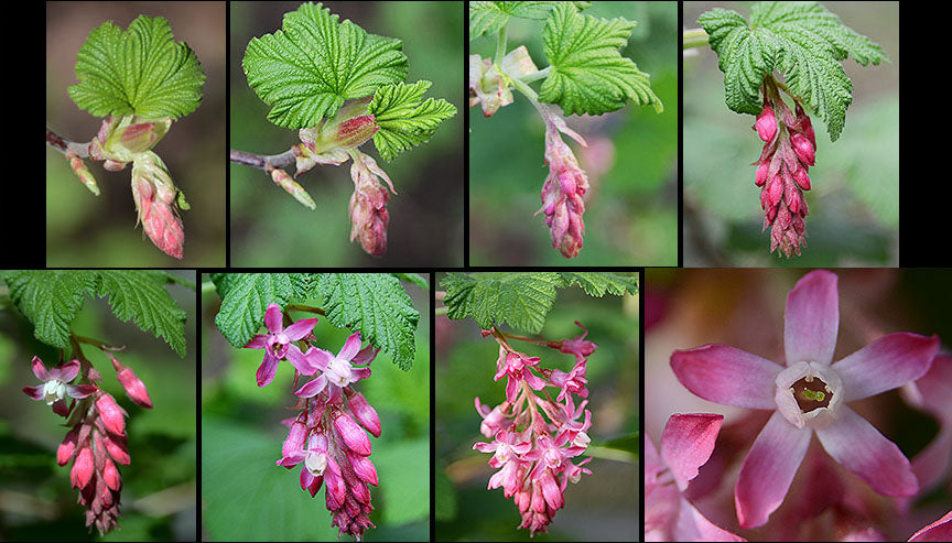 Red Flowering Currant - Ribes Sanguineum