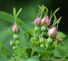 Swamp Rose - Rosa Pisocarpa