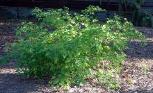 Salmonberry - Rubus Spectabilis - 3 gal.