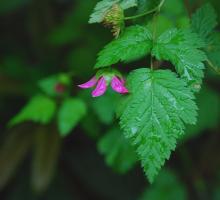 Salmonberry - Rubus Spectabilis - 3 gal.