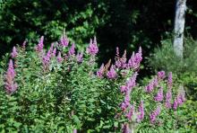 Douglas Spirea - Spiraea Douglasii