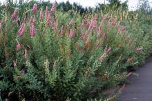 Douglas Spirea - Spiraea Douglasii