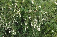 Snowberry - Symphoricarpas Albus