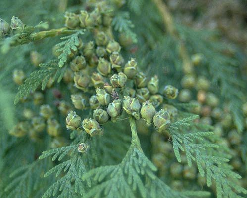 Western Red Cedar - Thuja Plicata