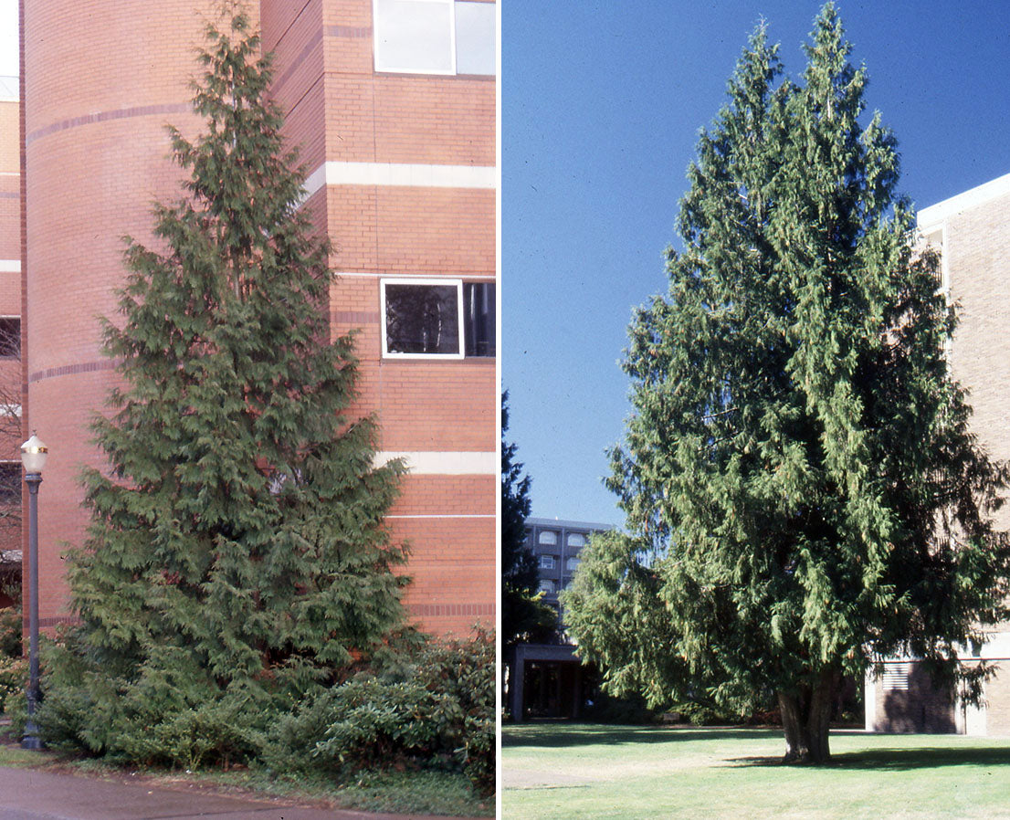 Western Red Cedar - Thuja Plicata