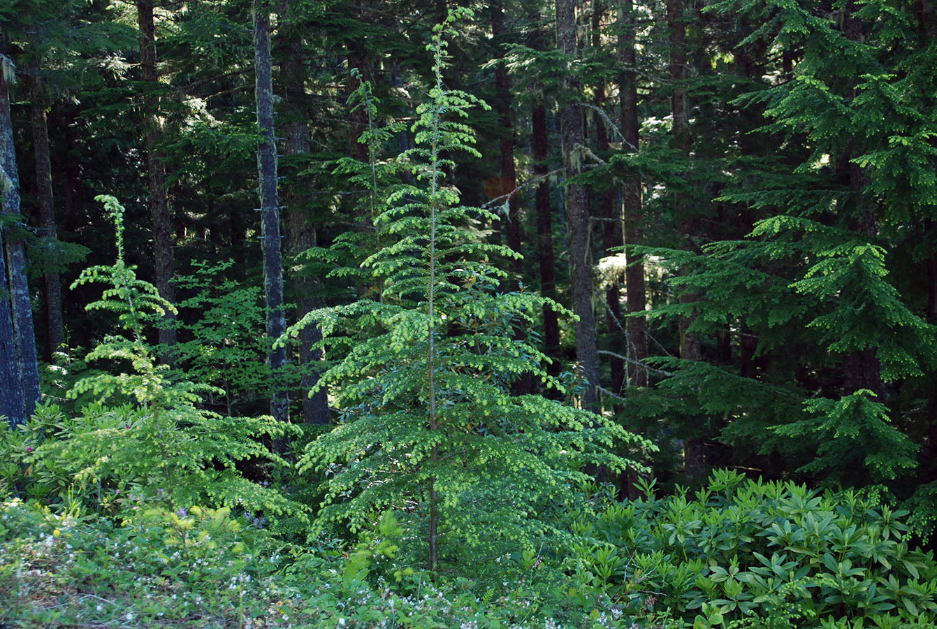 Western Hemlock - Tsuga Heterophylla