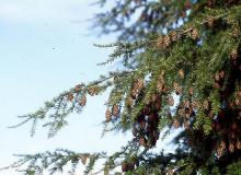 Western Hemlock - Tsuga Heterophylla