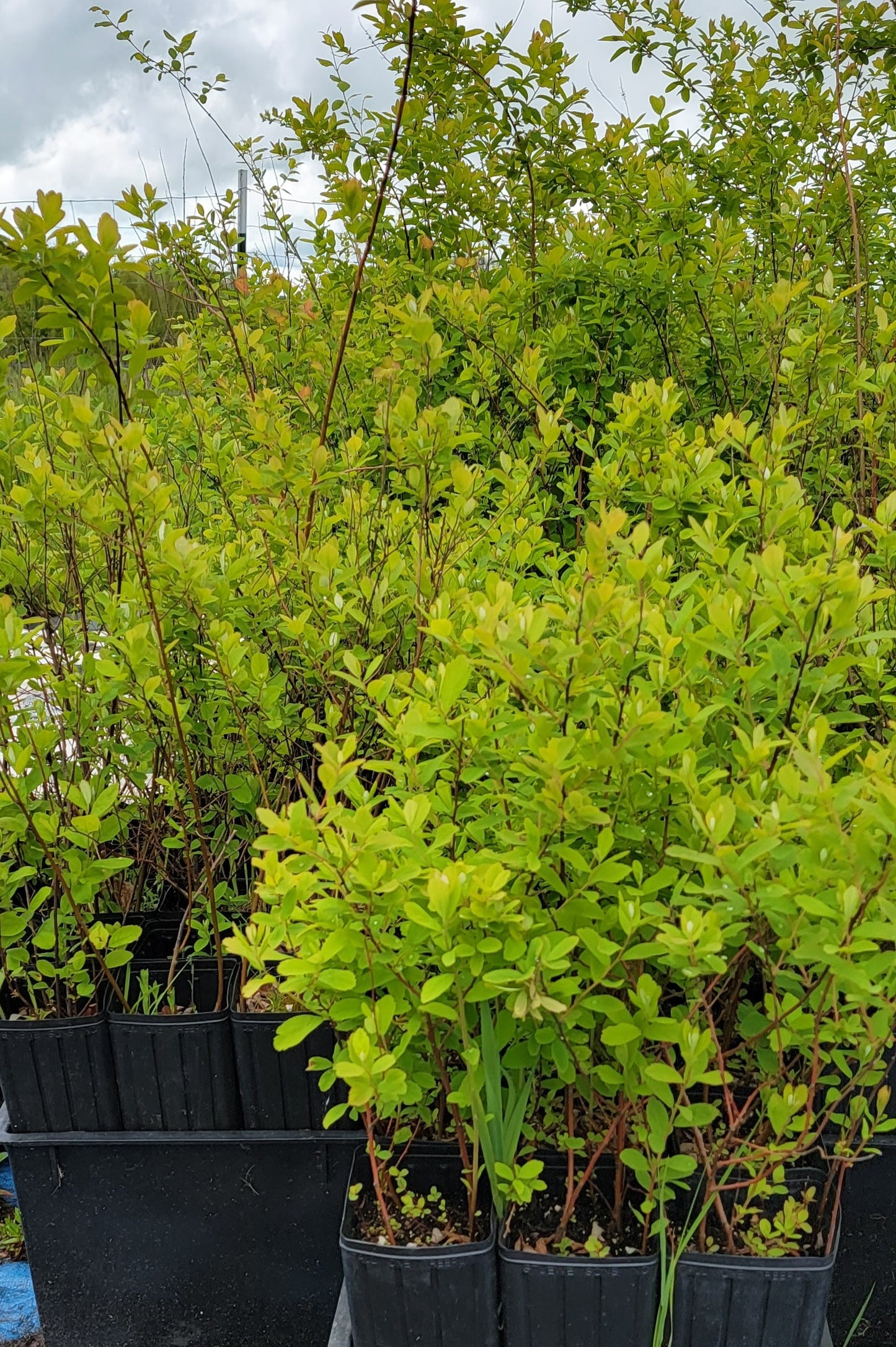 Douglas Spirea - Spiraea Douglasii