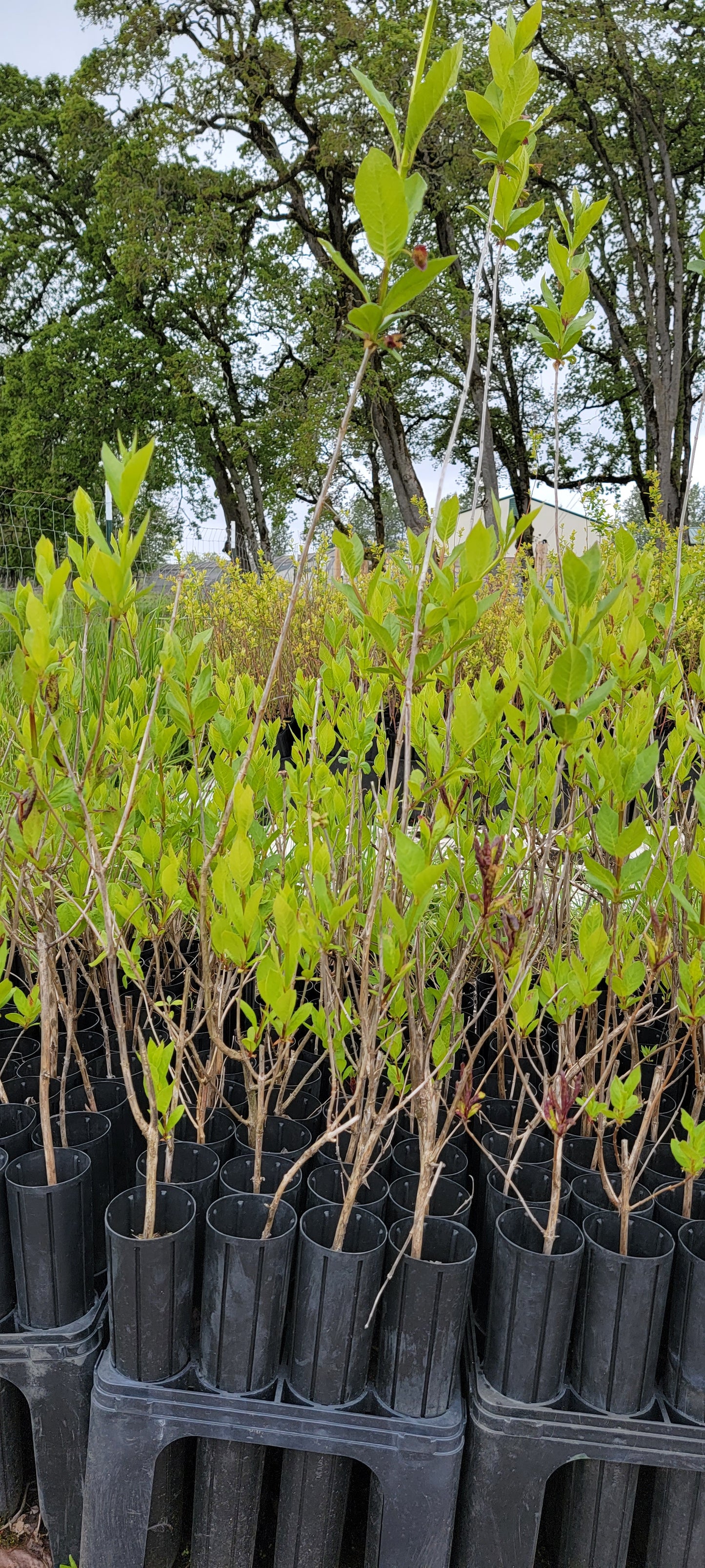 Black Twinberry - Lonicera Involucrata