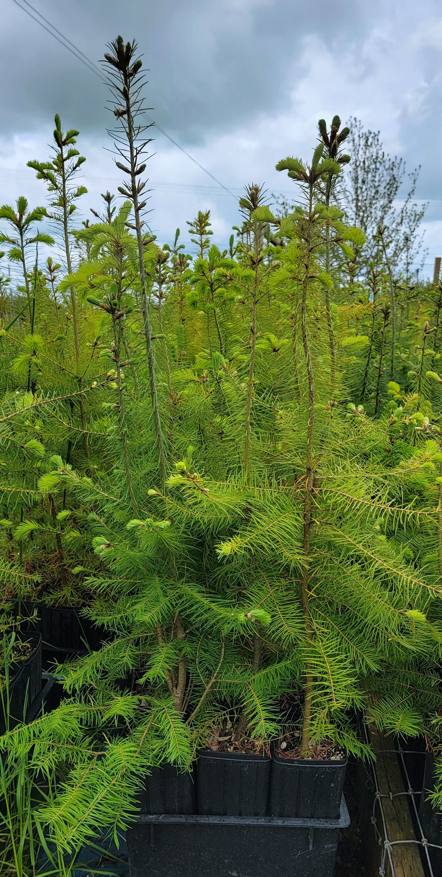 Douglas Fir - Pseudotsuga Menziesii